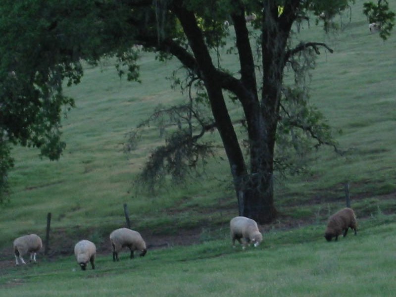 Five little sheep...